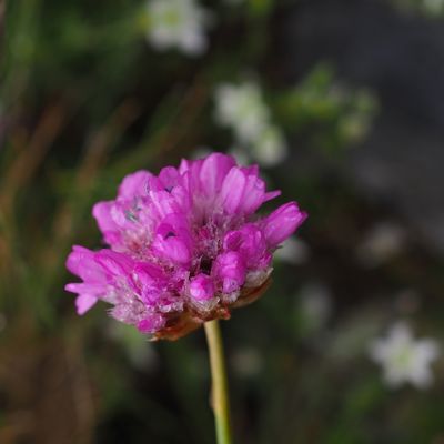 Armeria alpina Willd., 14 July 2023, © Copyright 2023 Michael Jutzi
 – Bosco/Gurin TI