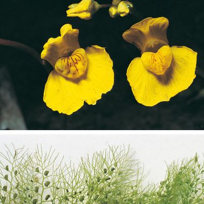 Utricularia australis R. Br., © 2022, Konrad Lauber – Flora Helvetica – Haupt Verlag
