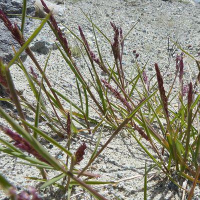 Agrostis schraderiana Bech., 31 July 2012, © 2012, Peter Bolliger – Zermatt