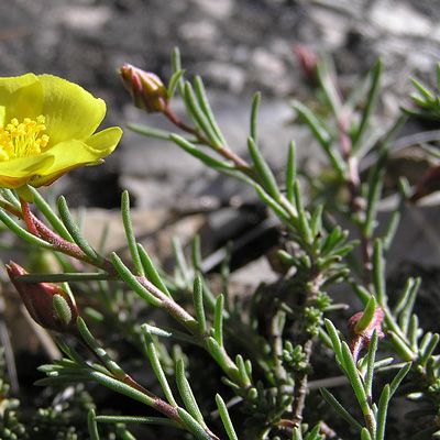 Fumana procumbens (Dunal) Gren. & Godr., 28 May 2006, © 2006, Peter Bolliger – Ausserberg