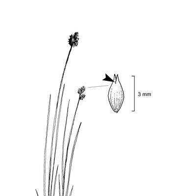 Carex heleonastes L. f., 7 January 2021, © 2022, Sacha Wettstein – Flora Vegetativa - Haupt Verlag