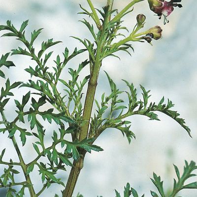 Scrophularia juratensis Schleich., © 2022, Konrad Lauber – Flora Helvetica – Haupt Verlag