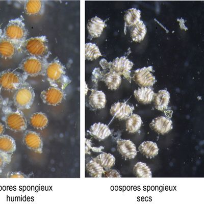 Nitella confervacea (Bréb.) Leonh., 16 May 2023, © 2022, A. Boissezon – Les oospores de Nitella confervacea ont une membrane spongieuse comme en témoigne le changement de couleur lorsqu’ils sont secs.