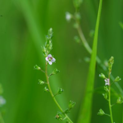 Veronica catenata Pennell, © Copyright Christophe Bornand