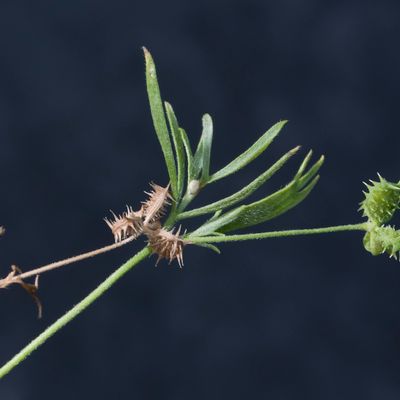 Ranunculus arvensis L., 16 June 2017, © Copyright Françoise Alsaker – Ranunculaceae
