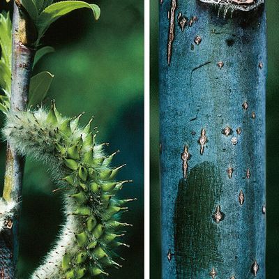 Salix daphnoides Vill., © 2022, Konrad Lauber – Flora Helvetica – Haupt Verlag