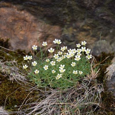 Saxifraga exarata Vill. subsp. exarata, © 2022, Philippe Juillerat – Gorges du Trient