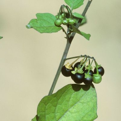 Solanum nigrum L., © Copyright Christophe Bornand