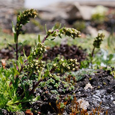 Artemisia nivalis Braun-Blanq., © 2009, Andreas Gygax – Zermatt