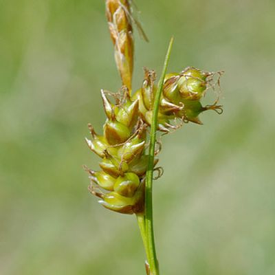 Carex liparocarpos Gaudin, © 2007, Beat Bäumler – Zeneggen (VS)