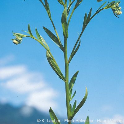 Erigeron annuus subsp. septentrionalis (Fernald & Wiegand) Wagenitz, © 2022, Konrad Lauber – Flora Helvetica – Haupt Verlag