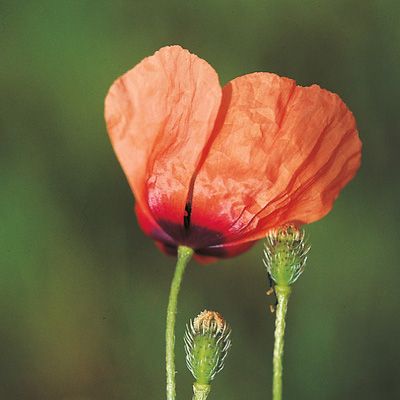 Papaver apulum Ten., © 2022, Konrad Lauber – Flora Helvetica – Haupt Verlag