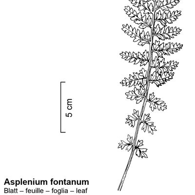 Asplenium fontanum (L.) Bernh., 23 October 2022, © 2022, Stefan Eggenberg – Flora Vegetativa - Haupt Verlag
