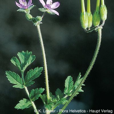 Erodium moschatum (L.) L'Hér., © 2022, Konrad Lauber – Flora Helvetica – Haupt Verlag