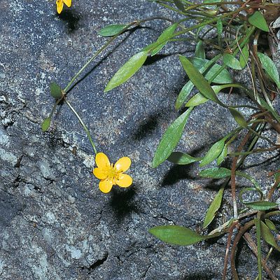 Ranunculus reptans L., © 2022, Konrad Lauber – Flora Helvetica – Haupt Verlag