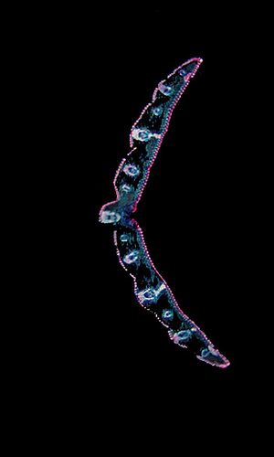 Kobresia simpliciuscula (Wahlenb.) Mack., 17 May 2023, © 2022, Hugo Berger – Blätter, 100x