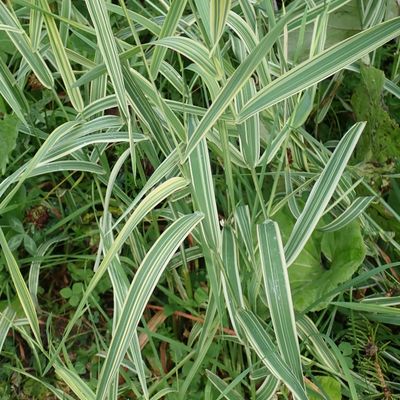 Phalaris arundinacea var. picta L., © Copyright Christophe Bornand