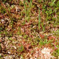 12/15 - © Copyright 2011 Patrice Prunier – VI.2.1.1.1 - Sphagnetum medii, Rothenthurm CH-SZ