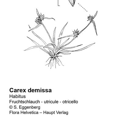 Carex demissa Hornem., 7 January 2021, © 2022, Stefan Eggenberg – Flora Vegetativa - Haupt Verlag