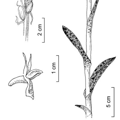 Dactylorhiza cruenta (O. F. Müll.) Soó, 2 December 2022, © 2022, Stefan Eggenberg – Flora Vegetativa - Haupt Verlag