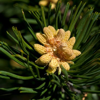 Pinus mugo Turra subsp. mugo, 17 June 2012, © Copyright Françoise Alsaker – Nachtsamer
