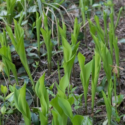 Convallaria majalis L., 30 March 2013, © Copyright Françoise Alsaker – Asparagaceae