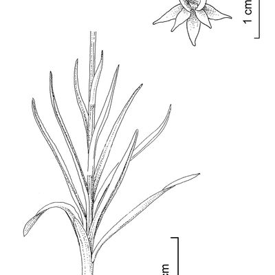 Nigritella rubra (Wettst.) K. Richt., 2 December 2022, © 2022, Stefan Eggenberg – Flora Vegetativa - Haupt Verlag