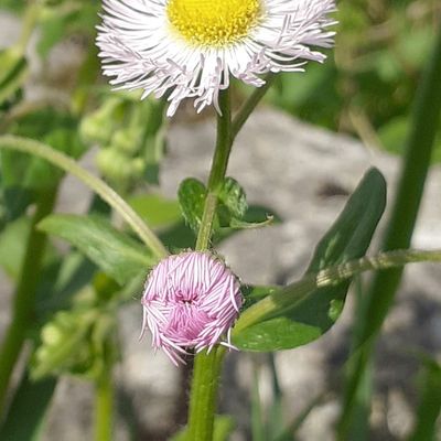 Erigeron philadelphicus L., © Copyright 2026 Isabel Brogle