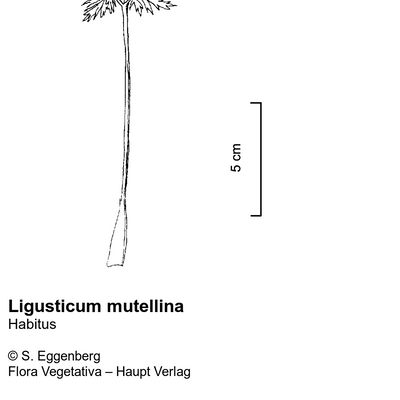 Ligusticum mutellina (L.) Crantz, © 2022, Stefan Eggenberg – Flora Vegetativa © Haupt Verlag