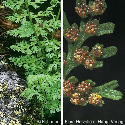 Cystopteris alpina (Lam.) Desv., © 2022, Konrad Lauber – Flora Helvetica – Haupt Verlag