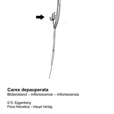Carex depauperata With., 7 January 2021, © 2022, Stefan Eggenberg – Flora Vegetativa - Haupt Verlag