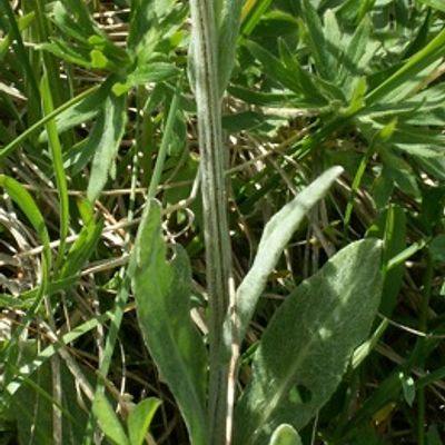 Tephroseris capitata (Wahlenb.) Griseb. & Schenk, © 2010, Michael Jutzi – Gantrisch BE, Nünenenflue