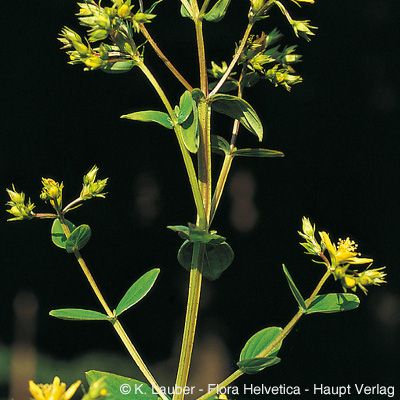 Hypericum tetrapterum Fr., © 2022, Konrad Lauber – Flora Helvetica – Haupt Verlag