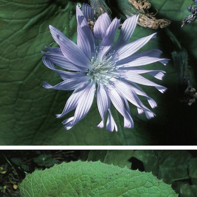 Cicerbita macrophylla (Willd.) Wallr., © 2022, Konrad Lauber – Flora Helvetica – Haupt Verlag