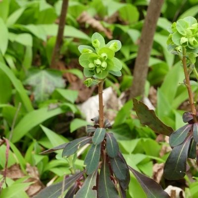 Euphorbia amygdaloides L., © 2017, R. & P. Bolliger – Werdenberg (SG)