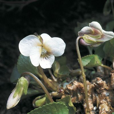 Viola cucullata Aiton, © 2022, Konrad Lauber – Flora Helvetica – Haupt Verlag