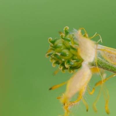 Ranunculus villarsii DC., © 2022, Philippe Juillerat – Emosson
