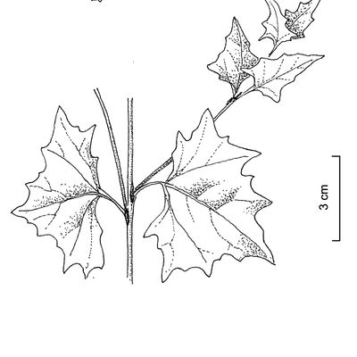 Atriplex micrantha Ledeb., © 2022, Stefan Eggenberg – Flora Vegetativa © Haupt Verlag