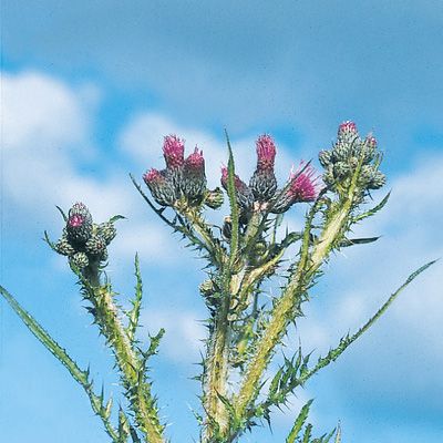 Cirsium palustre (L.) Scop., © 2022, Konrad Lauber – Flora Helvetica – Haupt Verlag