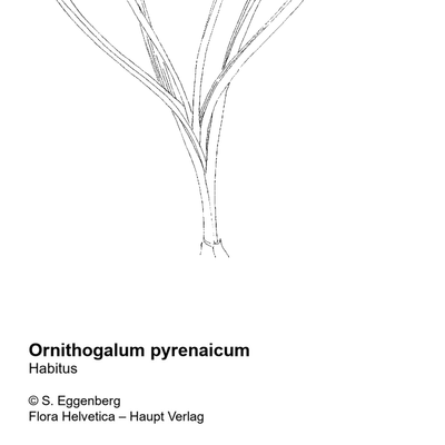 Ornithogalum pyrenaicum L., 7 January 2021, © 2022, Stefan Eggenberg – Flora Helvetica – Haupt Verlag
