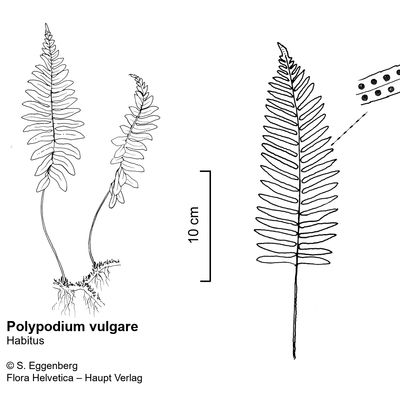 Polypodium vulgare L., © 2022, Stefan Eggenberg – Flora Vegetativa - Haupt Verlag