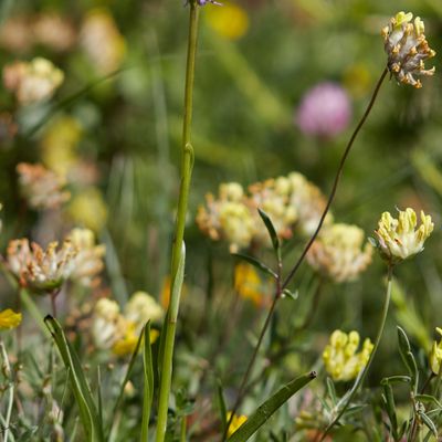Gymnadenia conopsea (L.) R. Br., © 2022, Hugh Knott – Zermatt