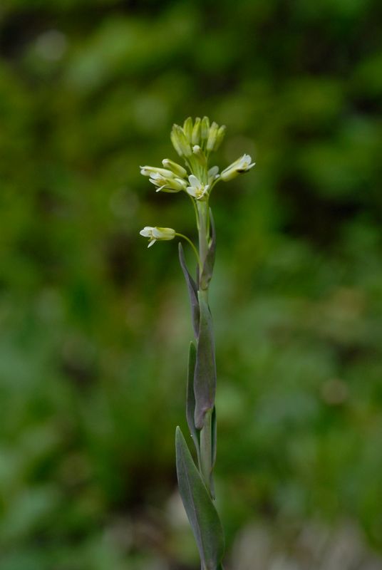 Turritis Glabra L Turritis Glabra L
