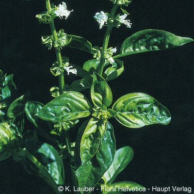 Ocimum basilicum L., © 2022, Konrad Lauber – Flora Helvetica – Haupt Verlag