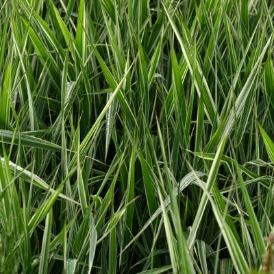 Phalaris arundinacea var. picta L., © Copyright Christophe Bornand