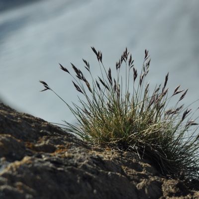 Festuca halleri aggr., © 2011, Wolfgang Bischoff – Zermatt (vs)