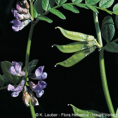 Vicia sepium L., © 2022, Konrad Lauber – Flora Helvetica – Haupt Verlag