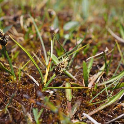 Carex maritima Gunnerus, 23 July 2019, © Copyright 2019 Michael Jutzi
 – Zermatt VS