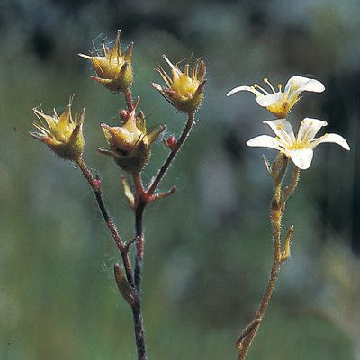 Saxifraga rosacea Moench subsp. rosacea, © 2022, Konrad Lauber – Flora Helvetica – Haupt Verlag