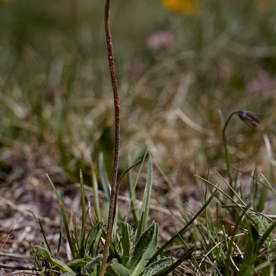 Hieracium angustifolium Hoppe, © 2022, Hugh Knott – Zermatt